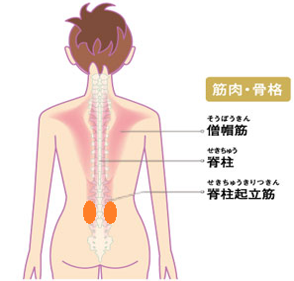 腰の筋肉が張って痛む方